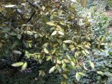 Elaeagnus pungens. Цветущее (?) растение. Южный Берег Крыма, Никитский ботанический сад. 13.10.2010.