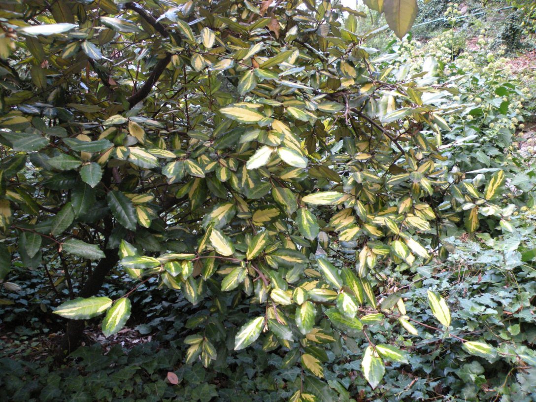 Image of Elaeagnus pungens specimen.