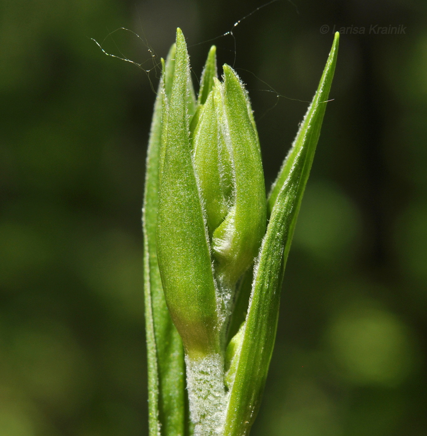 Изображение особи род Veratrum.