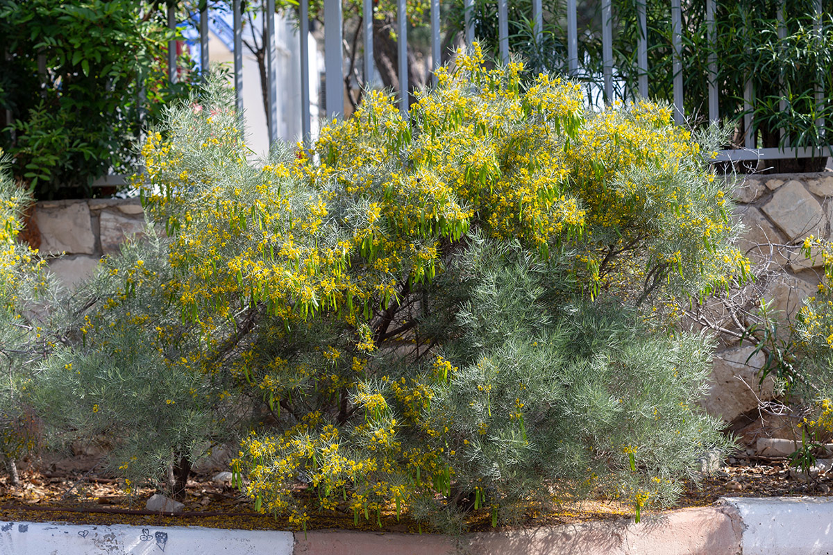 Image of Senna artemisioides specimen.