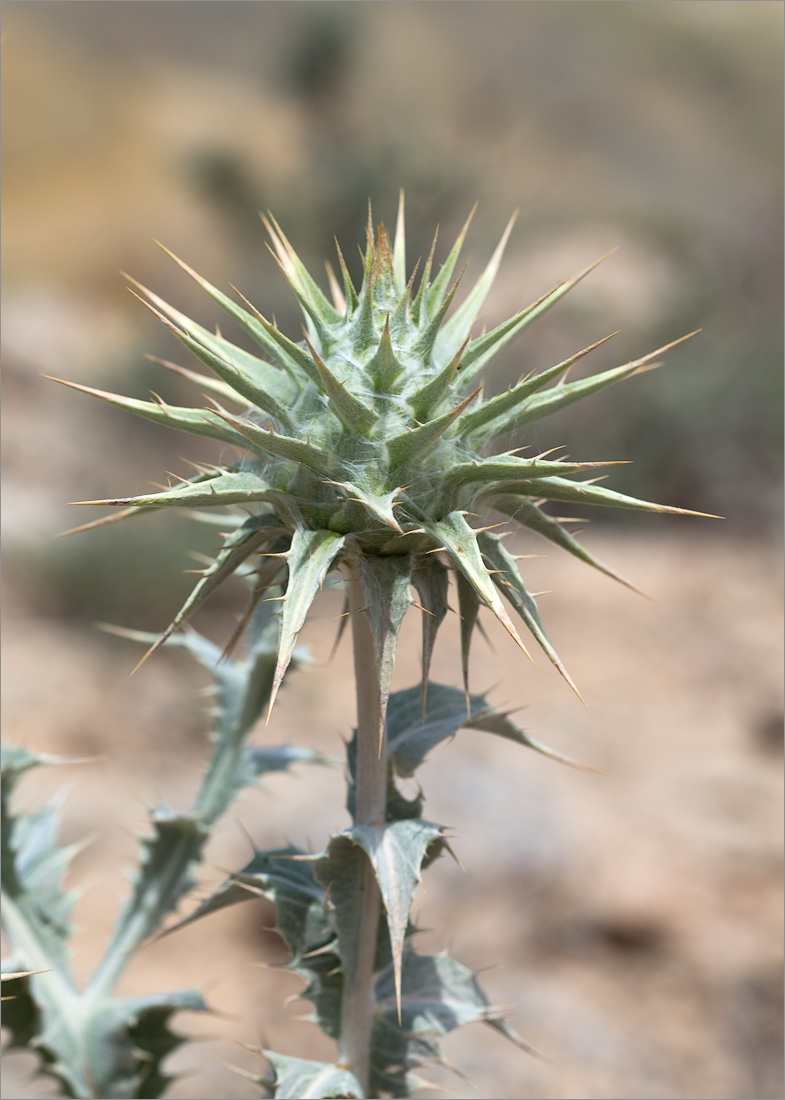 Image of Cousinia onopordioides specimen.
