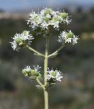 Origanum vulgare подвид hirtum