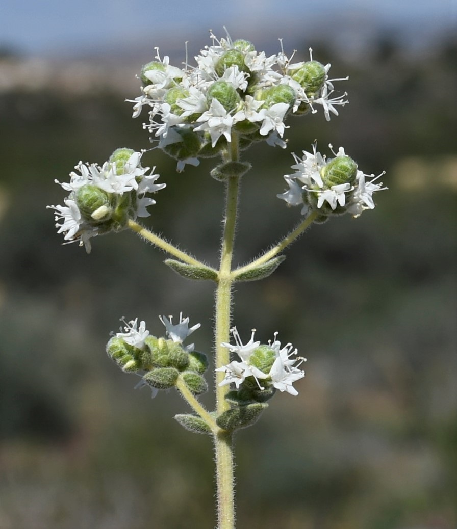 Image of Origanum vulgare ssp. hirtum specimen.