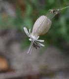 Image of taxon representative. Author is Александр Лебедев