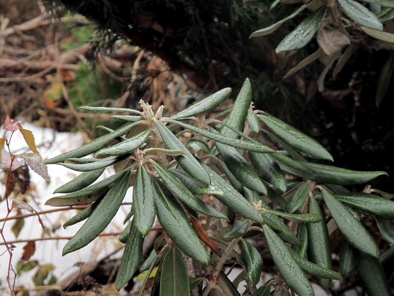 Image of Rhododendron smirnowii specimen.