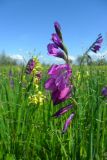 Gladiolus imbricatus