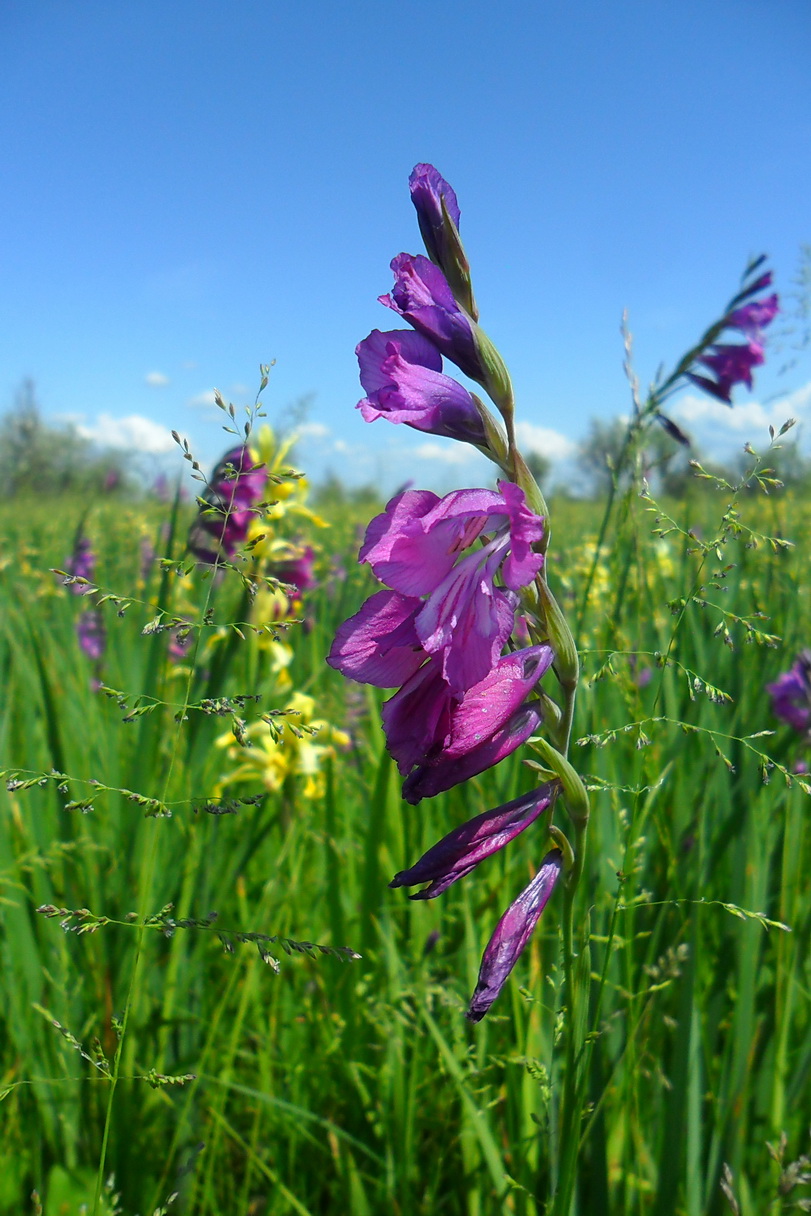 Изображение особи Gladiolus imbricatus.