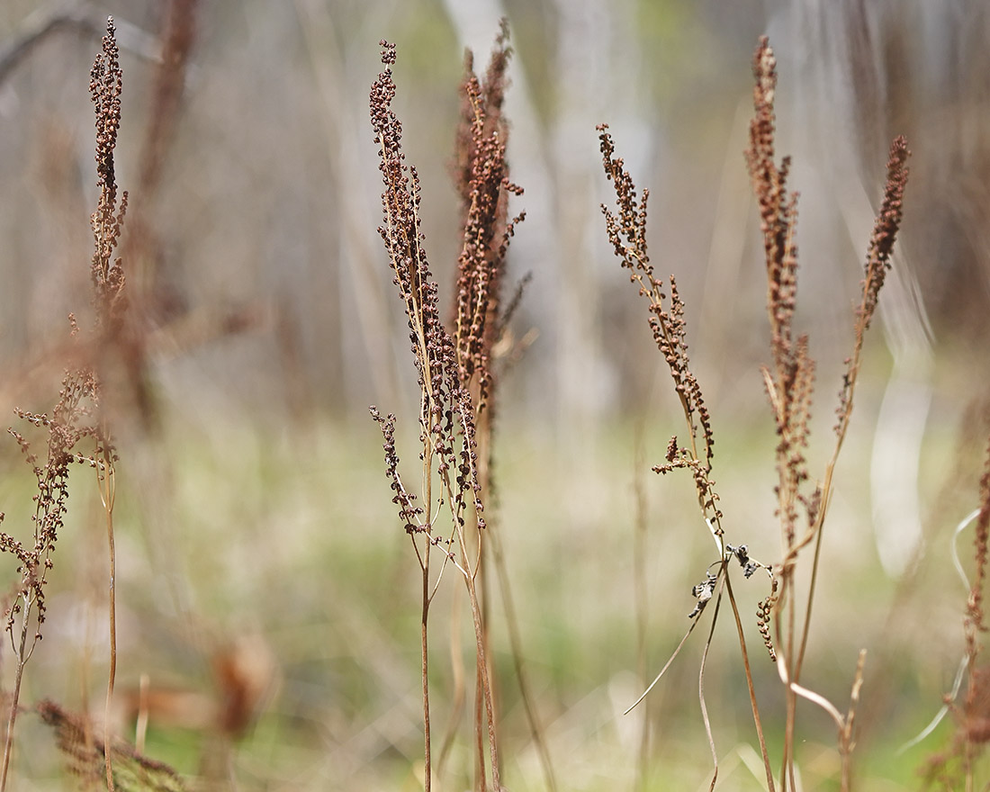 Изображение особи Onoclea sensibilis.