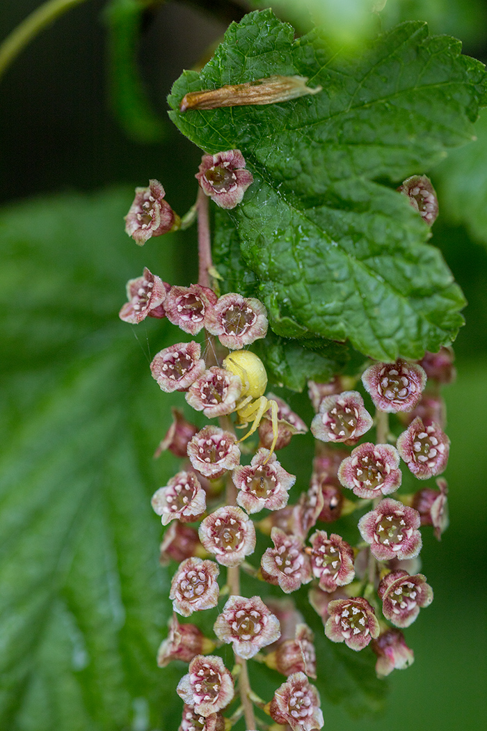 Image of Ribes biebersteinii specimen.