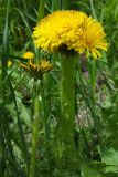 род Taraxacum. Верхушки цветущих растений с нормальным и с фасциированным (справа) соцветиями. Хабаровский край, окр. г. Комсомольск-на-Амуре, на лесной тропинке. 04.06.2023.