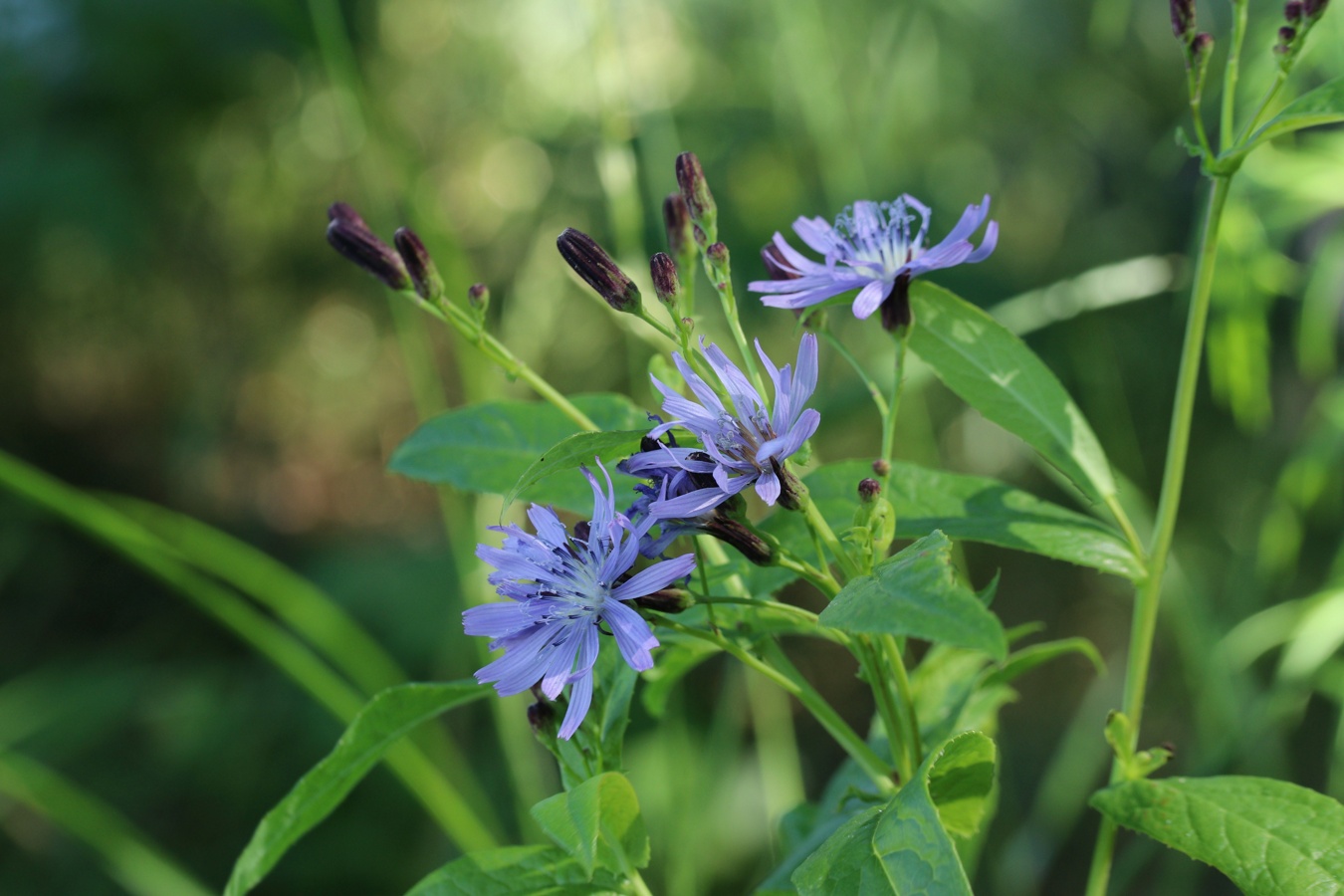 Image of Lactuca sibirica specimen.