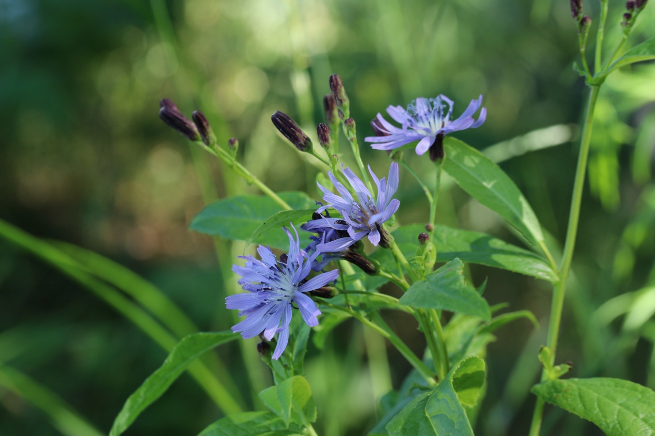 Изображение особи Lactuca sibirica.