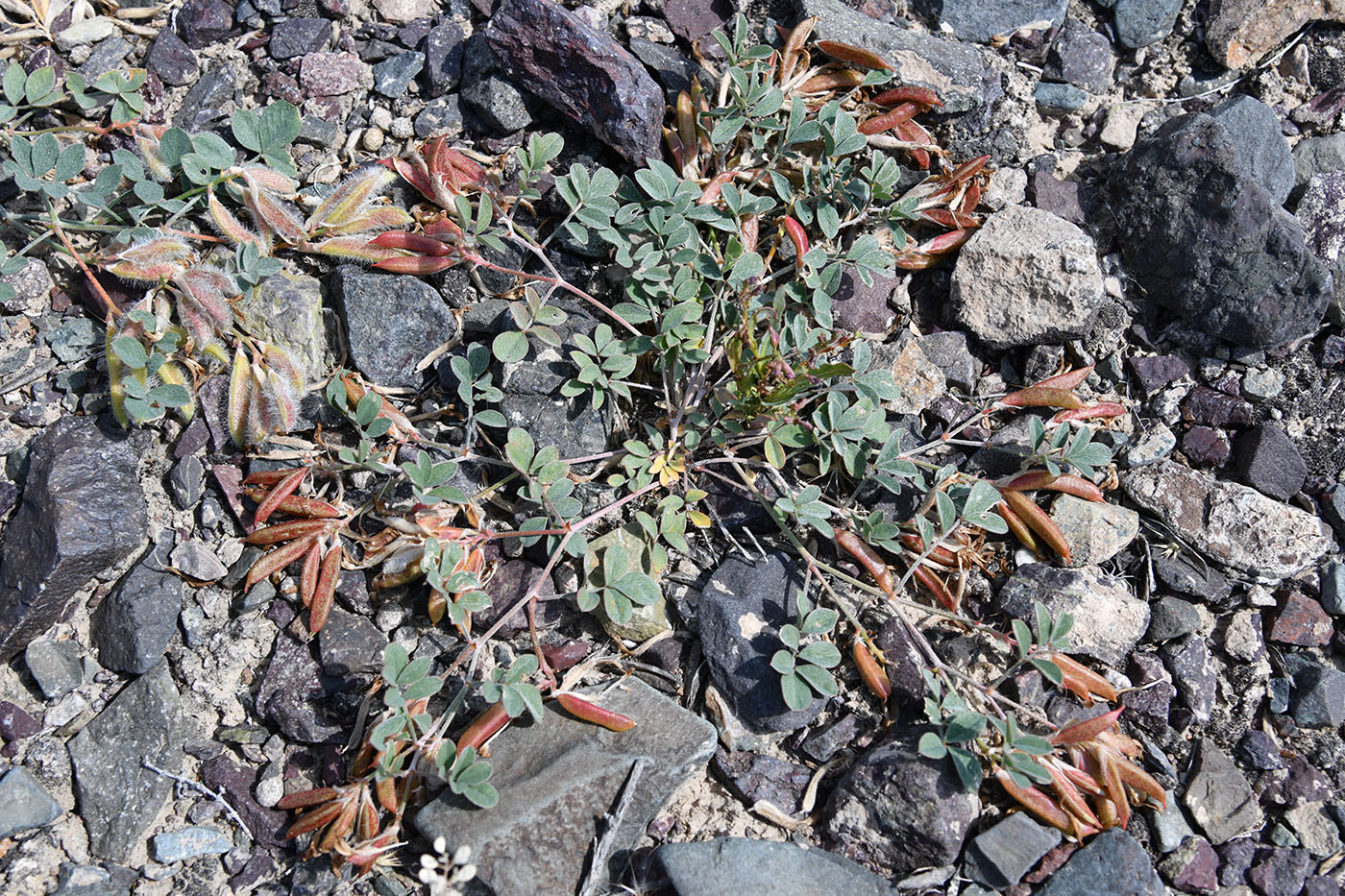 Изображение особи Astragalus neo-popovii.