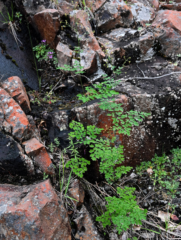 Image of Thalictrum minus specimen.