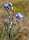 Polemonium boreale. Верхушка отцветающего растения. Мурманская обл., Кольский р-н, сельское поселение Териберка, о. Кильдин, окр. оз. Могильное, вороничная тундра. 24.06.2023.