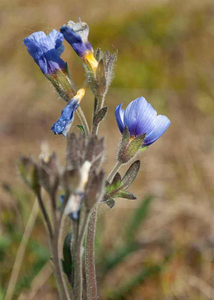 Изображение особи Polemonium boreale.