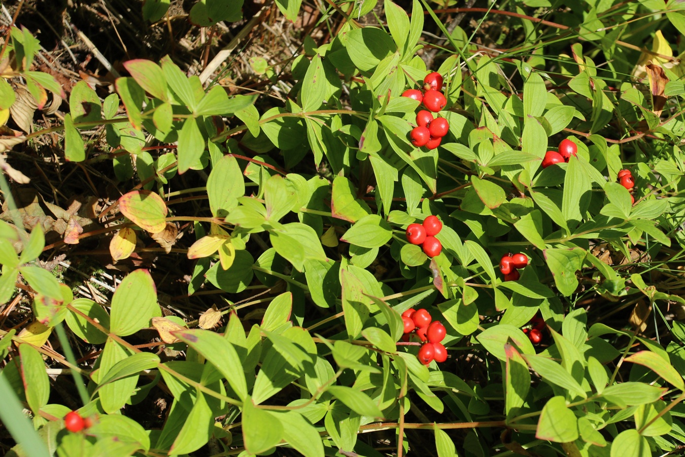 Изображение особи Chamaepericlymenum suecicum.