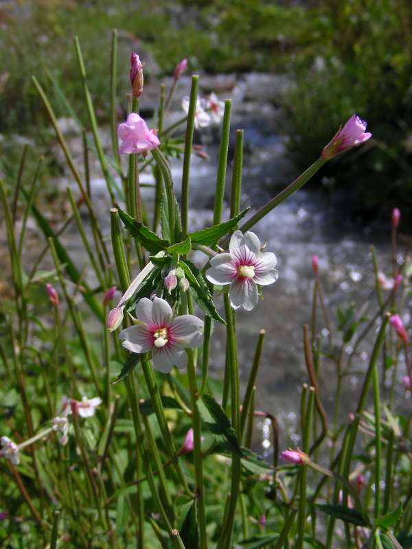 Изображение особи Epilobium cylindricum.