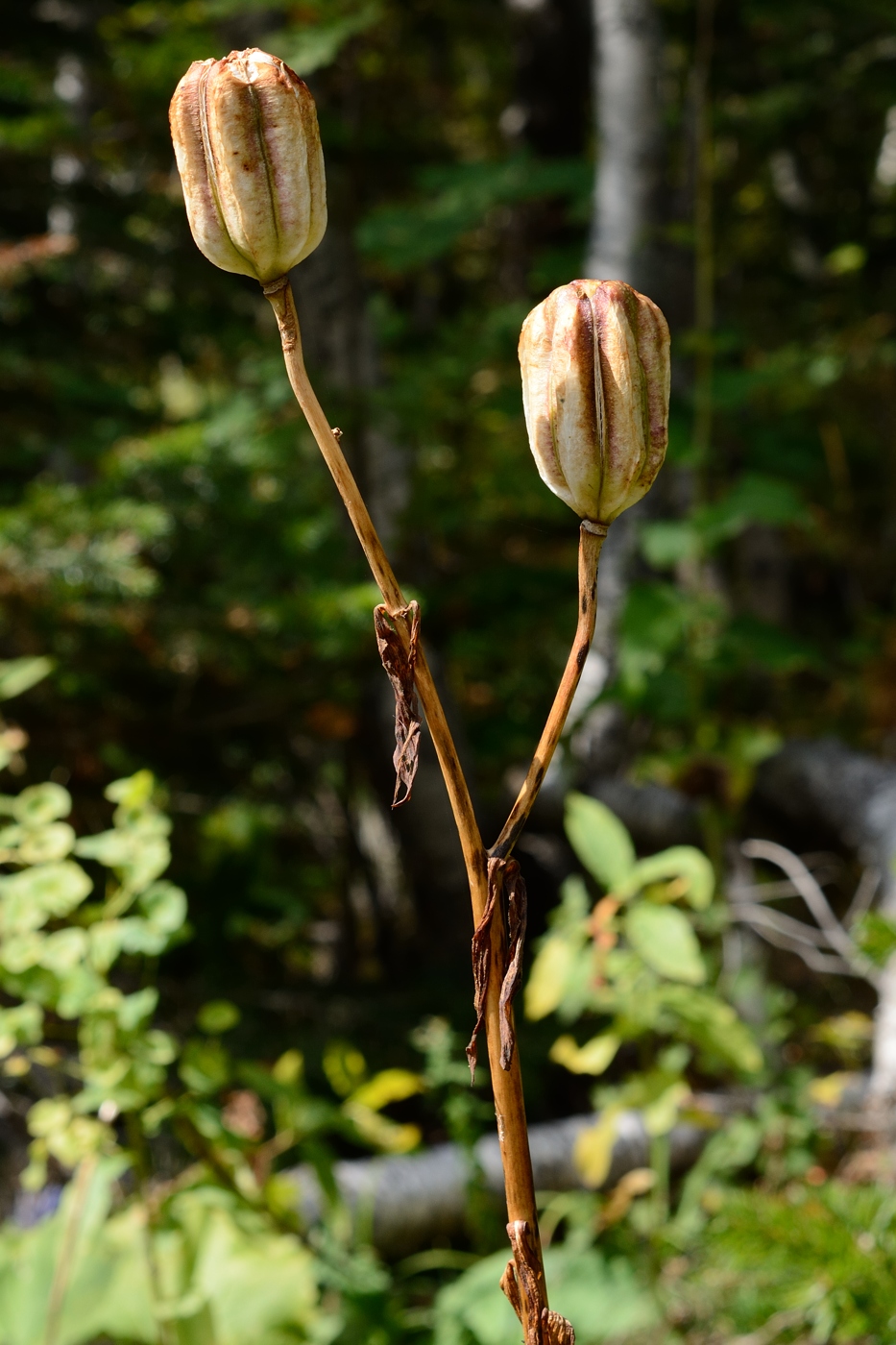 Image of Lilium monadelphum specimen.