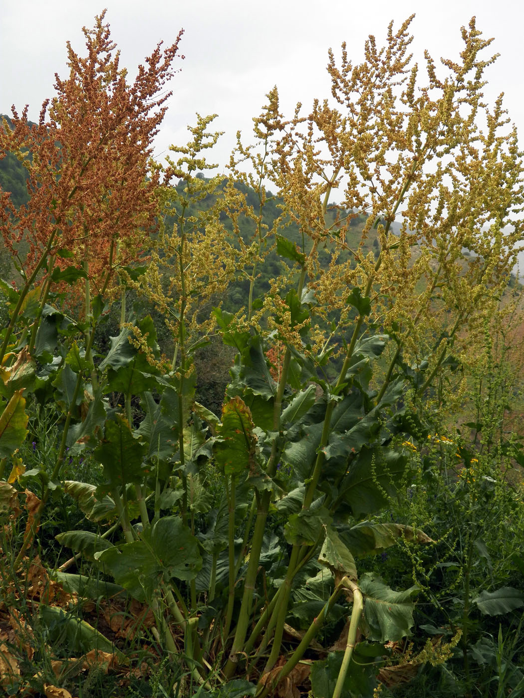 Изображение особи Rumex paulsenianus.