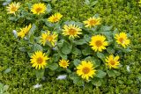 Смотреть изображение Senecio pseudoarnica