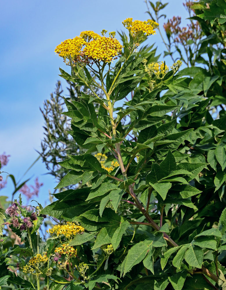 Image of Senecio cannabifolius specimen.