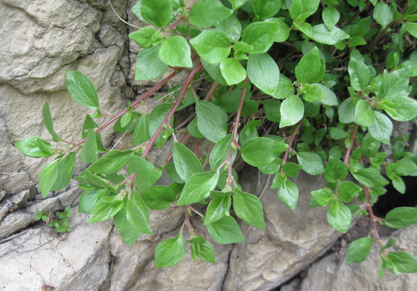 Изображение особи Parietaria elliptica.