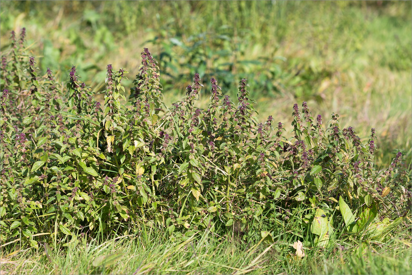 Image of Mentha arvensis specimen.