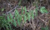 Filipendula vulgaris. Лист. Пермский край, г. Пермь, Индустриальный р-н, сосновый бор. 04.08.2023.