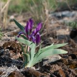 Iris glaucescens