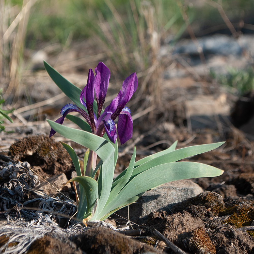 Изображение особи Iris glaucescens.