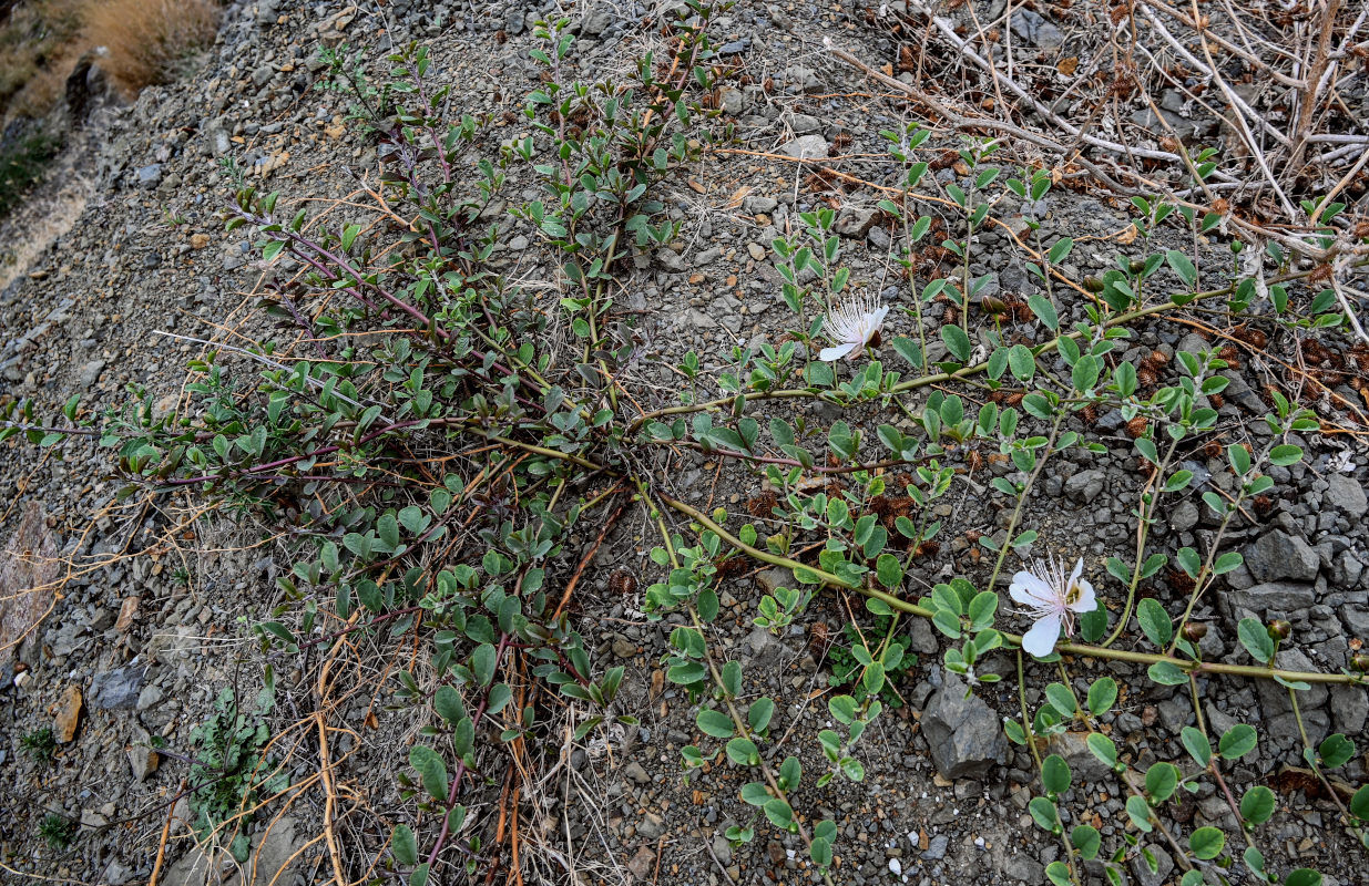 Image of Capparis herbacea specimen.