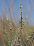 Polygonum patulum