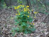 Ranunculus constantinopolitanus. Цветущее растение. Краснодарский край, м/о г. Новороссийск, вершина 429, дубово-грабинниковый лес на склоне горы. 10.04.2024.