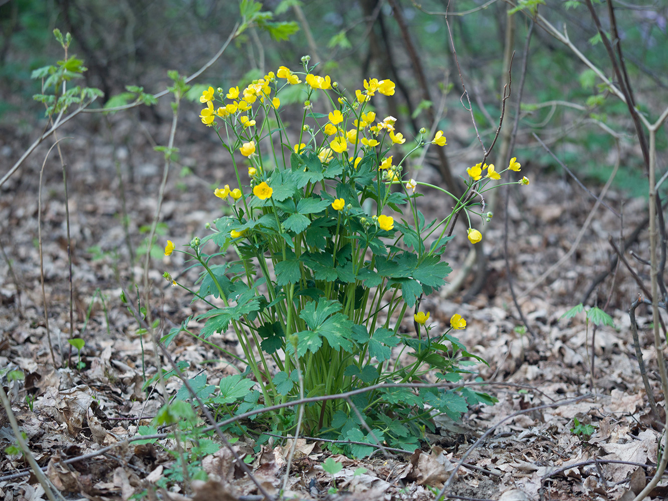 Изображение особи Ranunculus constantinopolitanus.