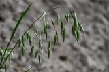 Bromus arvensis