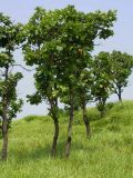 Quercus mongolica. Взрослые деревья. Приморье, Хасанский р-н, 10 км Ю-В пос. Гвоздево, окр. оз. Карасье. 16 июля 2004 г.