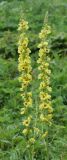 Verbascum nigrum