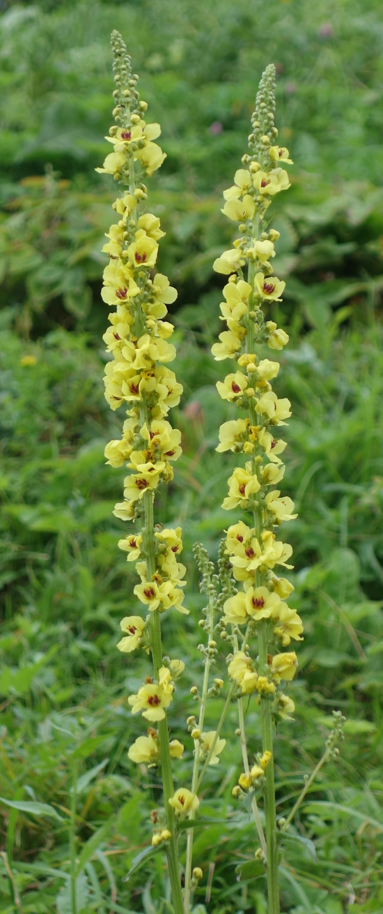 Image of Verbascum nigrum specimen.