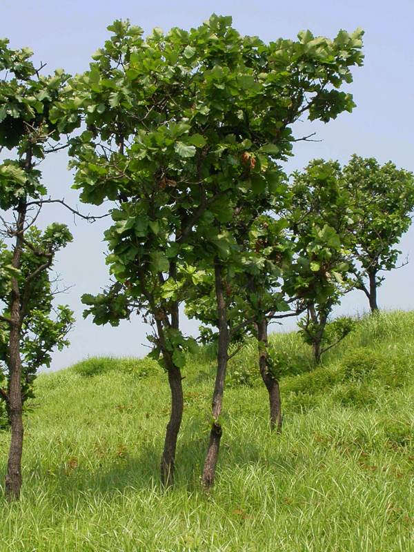 Изображение особи Quercus mongolica.