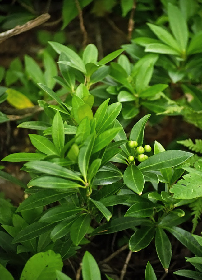 Image of Skimmia repens specimen.