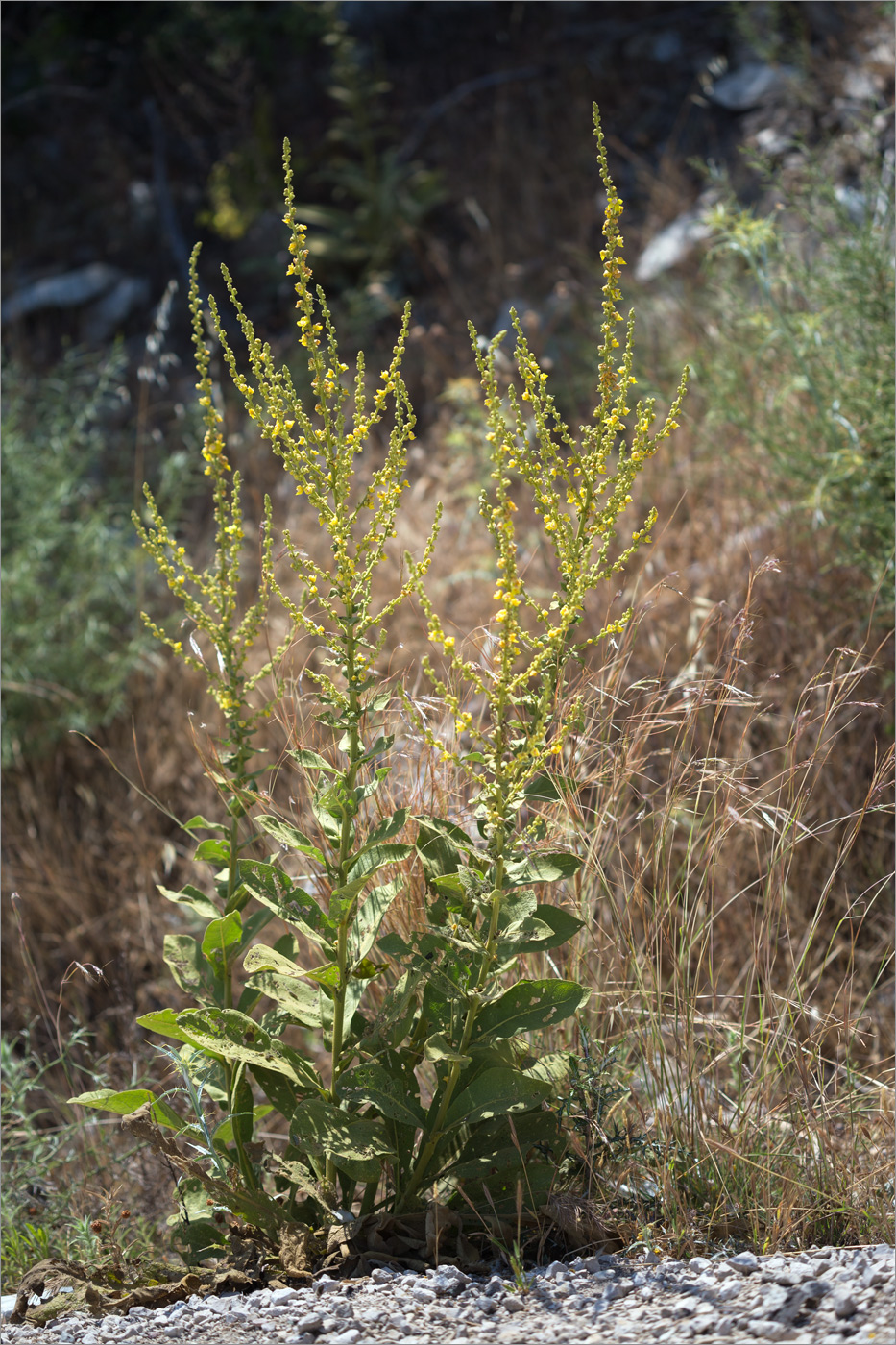 Изображение особи род Verbascum.