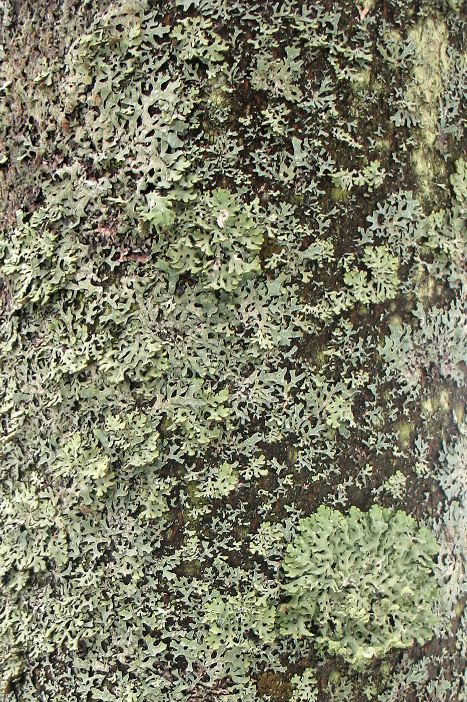 Изображение особи Hypogymnia physodes.