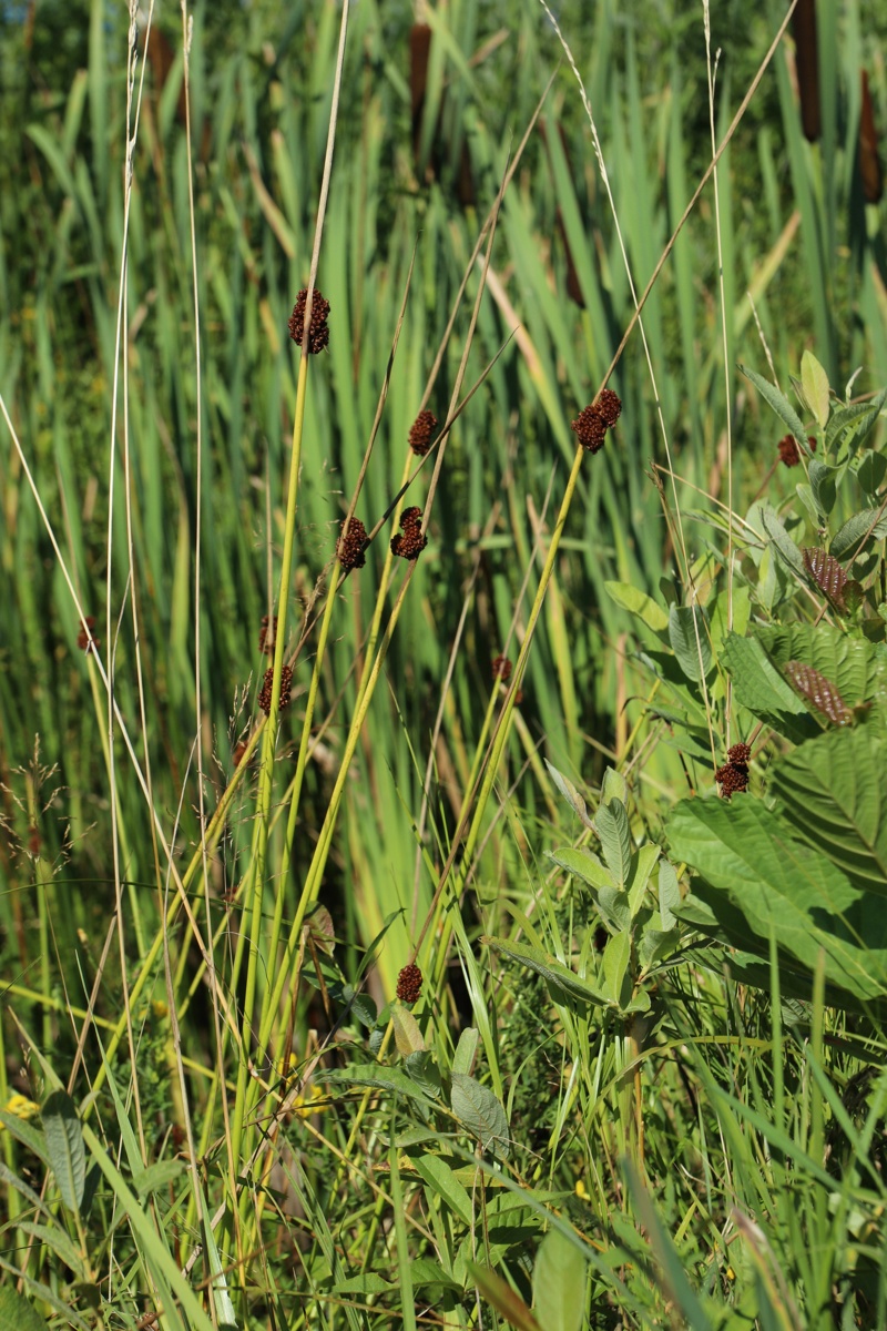 Изображение особи Juncus conglomeratus.