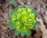 Euphorbia condylocarpa