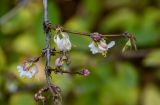 Lonicera fragrantissima