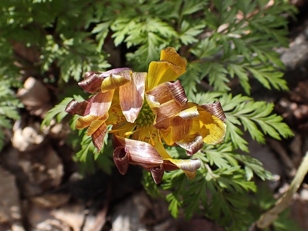 Image of Adonis amurensis specimen.