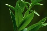 Salix triandra. Листья. Московская обл., Раменский р-н, окр. дер. Хрипань, садовый участок. 29.04.2025.