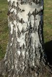 Betula pendula. Комлевая часть ствола с талломами лишайников. Псковская обл., Гдовский р-н, окр. дер. Самолва, мемориальный комплекс «Князь Александр Невский с дружиной», побережье Чудского озера, выкашиваемый луг. 27.04.2025.