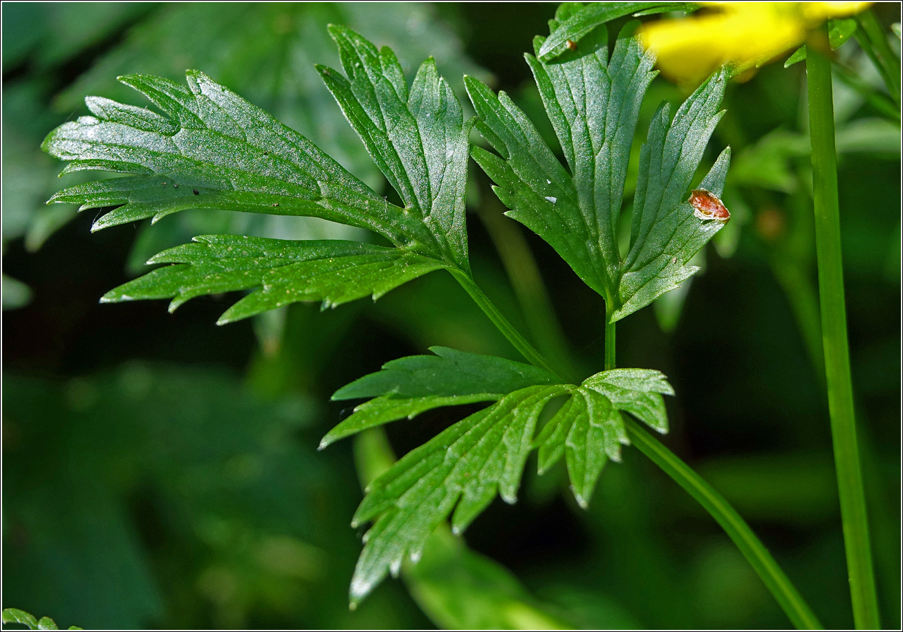Image of Ranunculus repens specimen.
